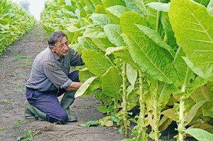 Je tiefer die Blattstufe, desto milder und nikotinschwächer das Tabakblatt. Nach oben hin nehmen Prägnanz und Stärke zu. © Branex / iStock /Getty Images Plus via Getty Images